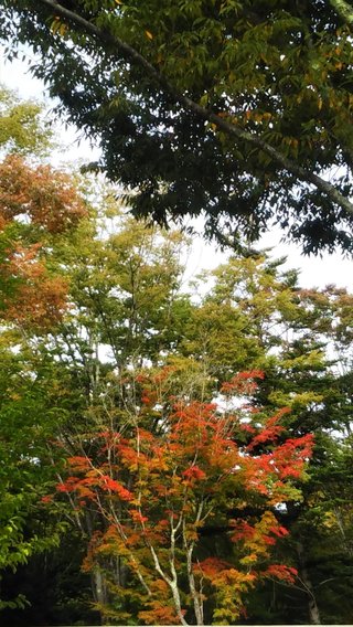 まったり】まなたん☆深たんと優しいお仲間さん達がワイワイするトピ【雑談