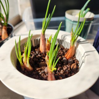 家庭菜園で水耕栽培ならマンションだよね。笑