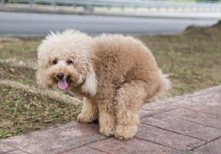 えっ？えぇ？なんで？トイプードルのトピどうしたのよ