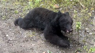 絶滅したクマ…伊豆半島に！100年ぶりのクマ発見から2年 シカの罠にかかり…錯誤捕獲で山へ