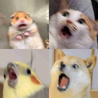 大喜利「写真で一言」