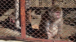 老ザル2匹、土浦 亀城公園から引っ越し　人気者になることなく