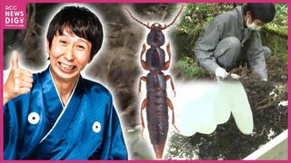 アンガ山根さん「未知の昆虫」大発見！その名は「モトナリ」 ロケで新種を　国際的学術誌も認定