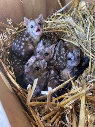 うれしいニュース。絶滅寸前だったオグロフクロネコの再導入がうまくいき、かわいい赤ちゃんたちが誕生