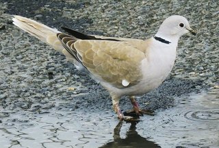 埼玉の鳥　シラコバト激減　生息環境失い推定１００羽に