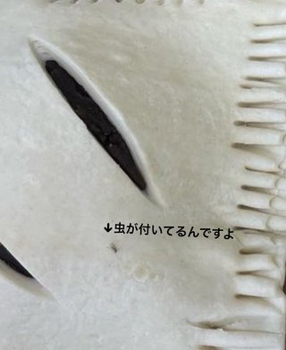 マフィンで食中毒。誹謗中傷の嵐