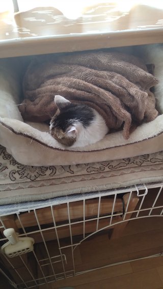 猫について何でもどうぞ【ねこ総合】