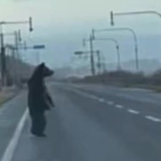 【北海道】ヒグマが道路に"仁王立ち" 海を見つめ何を思う… 