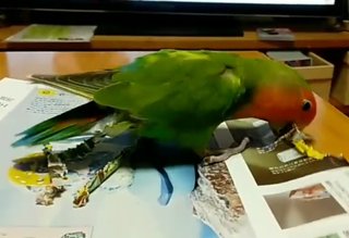 娘がインコを飼ってるんだけどチラシとか折り紙を細長くクチバシで切って