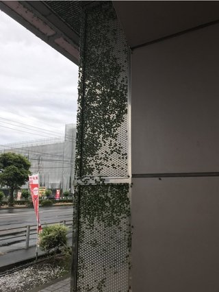 11月にカメムシ大量発生 洗濯物対策！卵産みつける