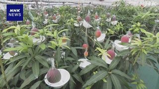 厳しい寒さが続く中 マンゴーの収穫 北海道 音更町 | 