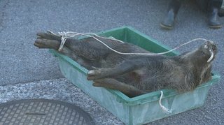 【愛媛】水路に逃走したイノシシ捕獲　1歳の男の子を含め5人がケガ　松山市