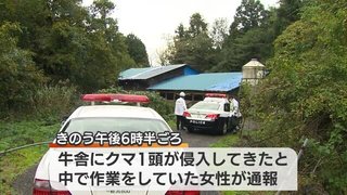 【新潟】牛舎にやせたクマが入ってきて…牛と一緒に餌を食べる　牛20頭に被害なし