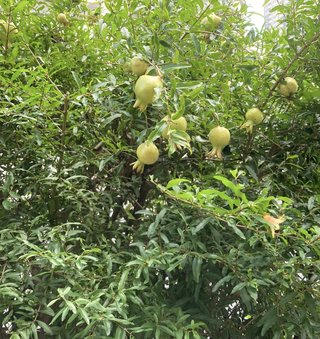 この植物の名前を教えて下さい