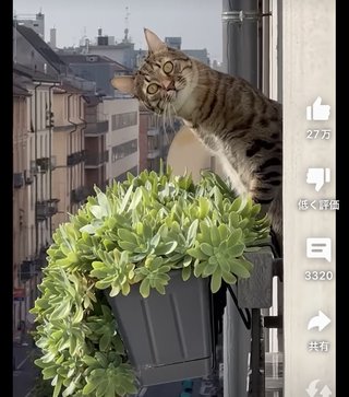 この植物って、多肉植物ですかね？わかる人いますか？