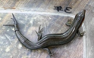 「すごい」しっぽが3本のオキナワトカゲ　小学3年生が校庭で　識者「3本に分かれた尾は珍しい」