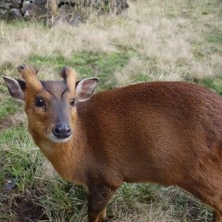 千葉“非常事態”　キョン7万頭が爆発的に繁殖　不気味な鳴き声…住民からは悲鳴も