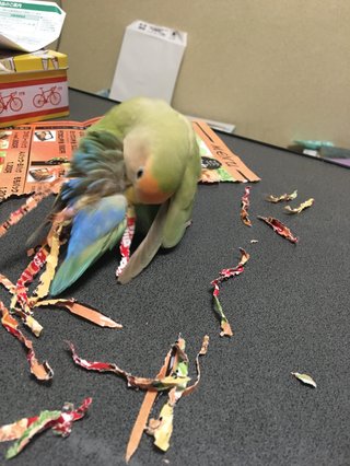 娘がインコを飼ってるんだけどチラシとか折り紙を細長くクチバシで切って