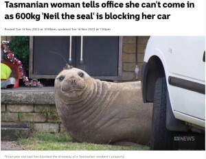 【画像あり】アザラシが車の前で寝ていたため職場に「遅れます」と伝えた女性（豪）