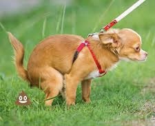 埼玉県民に聞いた「本当にダサいと思う県は？」群馬県、茨城県を抑えたぶっちぎりの1位は!?