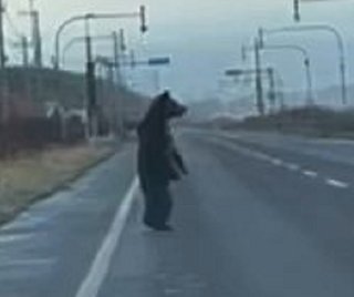 【北海道】ヒグマが道路に"仁王立ち" 海を見つめ何を思う… 