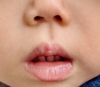 豆腐とズミと節男(雑談)