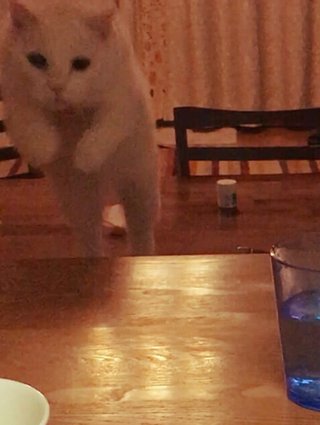 猫がみたい