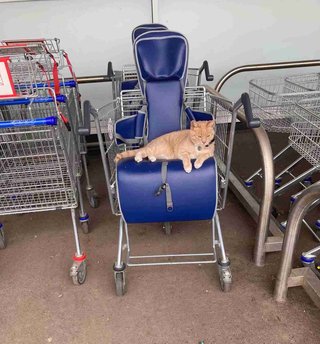 猫を追い出すならもう来ない。スーパーが馴染みの猫を出禁にしたところ不買運動が勃発