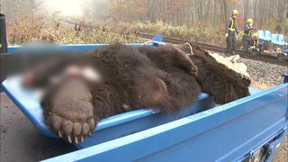 クマと列車が衝突 乗客が車内に閉じ込められる“恐怖の一夜” 北海道では年間40件以上発生