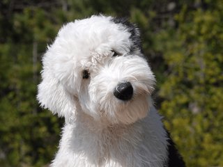 この犬の犬種分かる人いる？