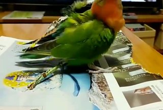 娘がインコを飼ってるんだけどチラシとか折り紙を細長くクチバシで切って