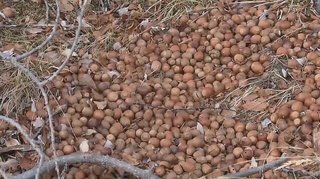 絶対やっちゃいけないこと」クマのエサとして？富士山に大量の“どんぐり”いったい誰が...  