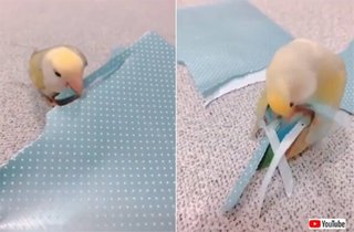 娘がインコを飼ってるんだけどチラシとか折り紙を細長くクチバシで切って