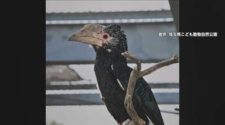 【埼玉】アフリカの“怪鳥”が脱走　大きなくちばしに角のような突起　帰りたがっている様子も…