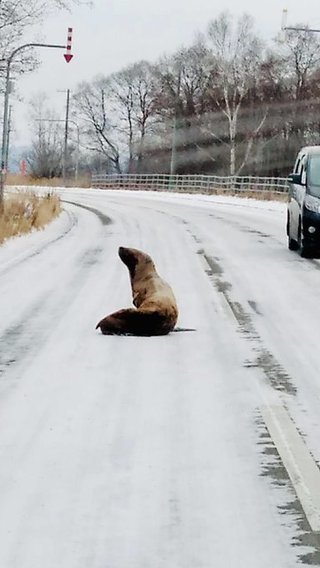 北海道　道路の真ん中に“アザラシ”  「シカやキツネは毎日だがアザラシは初めて」サロマ湖に移動
