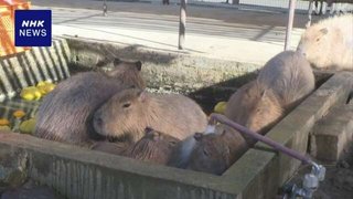 冬至 カピバラに「ゆず湯」 千葉 館山 