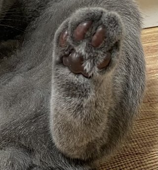 猫について何でもどうぞ【ねこ総合】