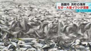 【函館】海岸に大量のイワシ「こんなこと初めて」北海道函館市　持ち帰る人も　処分方法を検討 