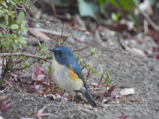 鳥好きさん、いませんか？