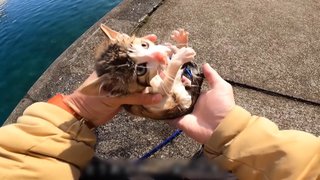 子ネコが海に浮いていた!海釣り中に男性がタモで救助　すくすく育ち「家族」に