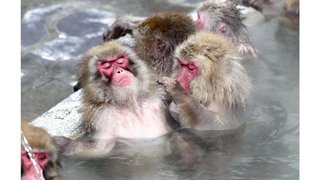 【北海道】ニホンザルも温泉入浴、湯船でうっとり