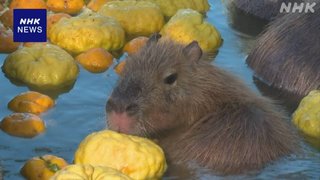 冬至 カピバラに「ゆず湯」 千葉 館山 