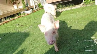 あまりにも早すぎる」警察に殺処分されたペットのマイクロブタ…