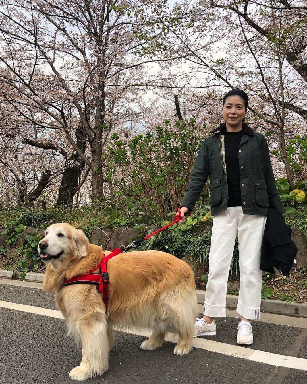 石田ゆり子「動物を機内に持ち込めることを許して欲しい」羽田衝突事故受けペットの“物扱い”に違和感