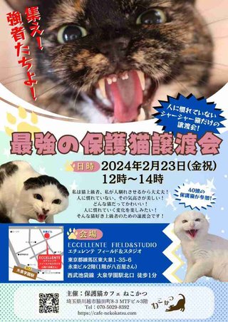「集え！強者たちよ」甘えん坊、抱っこ好きな猫は一匹もいない、シャーッ！する子だけの保護猫譲渡会