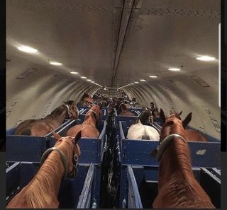 石田ゆり子「動物を機内に持ち込めることを許して欲しい」羽田衝突事故受けペットの“物扱い”に違和感