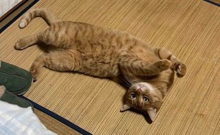 「悪人の顔」自宅の火災報知器を鳴らす猫の態度がじわじわくる…なぜひもを引っ張るのか聞いた