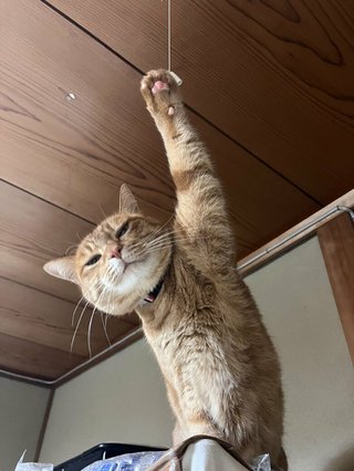 「悪人の顔」自宅の火災報知器を鳴らす猫の態度がじわじわくる…なぜひもを引っ張るのか聞いた