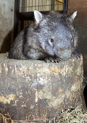 国内最高齢のウォンバット「モモコ」死ぬ　31歳、老衰で　長野市の茶臼山動物園 