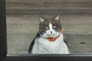 毎朝６時人気ドーナツ店に並ぶ野良猫の名はオレオ「ずっと地元のマスコットでした」 
